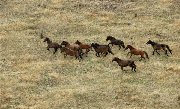 Kaimanawa Horses Seeking Homes